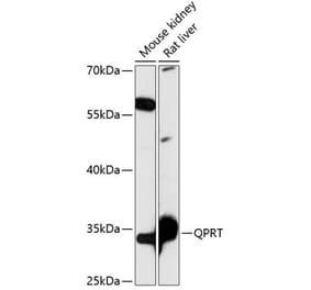 Western Blot - Anti-QPRT Antibody (A89070) - Antibodies.com