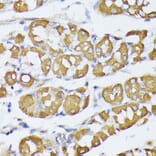 Immunohistochemistry - Anti-VAPA Antibody (A89072) - Antibodies.com