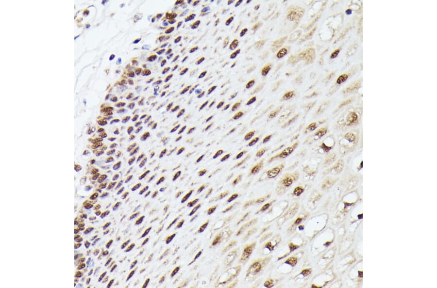Immunohistochemistry - Anti-MLF2 Antibody (A89074) - Antibodies.com