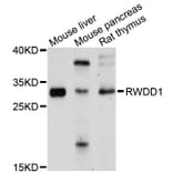 Western Blot - Anti-RWDD1 Antibody (A9237) - Antibodies.com