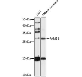 Western Blot - Anti-PANDER Antibody (A89081) - Antibodies.com