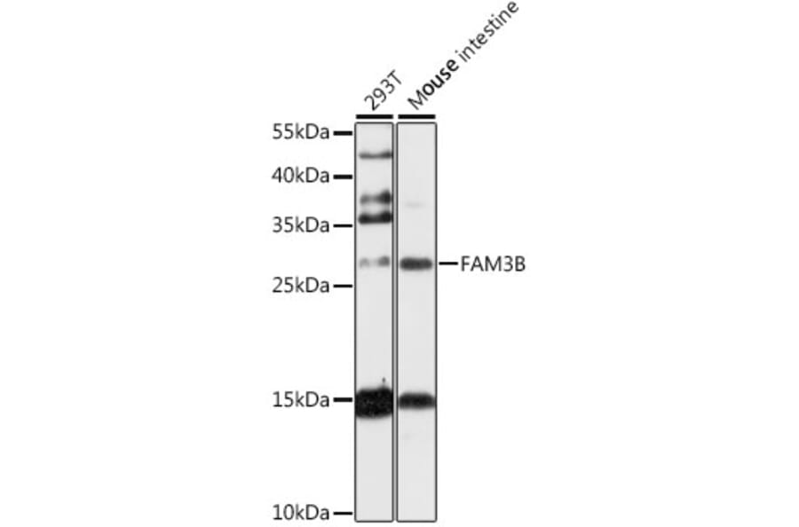 Western Blot - Anti-PANDER Antibody (A89081) - Antibodies.com