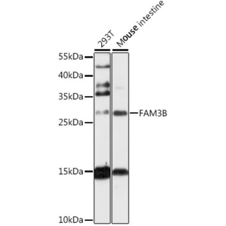 Western Blot - Anti-PANDER Antibody (A89081) - Antibodies.com