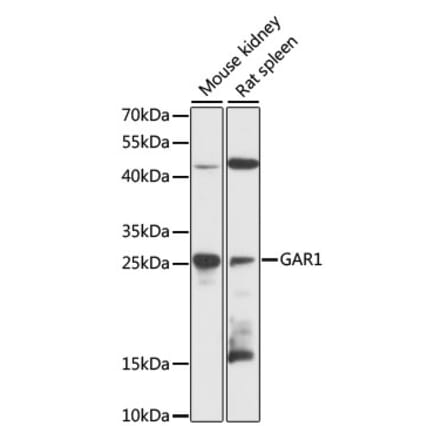 Western Blot - Anti-NOLA1 Antibody (A89082) - Antibodies.com