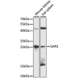 Western Blot - Anti-NOLA1 Antibody (A89082) - Antibodies.com
