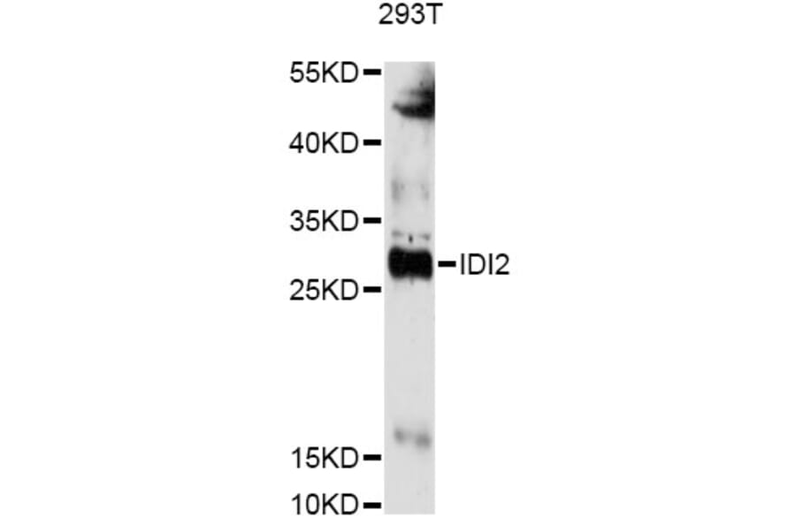 Western Blot - Anti-IDI2 Antibody (A14434) - Antibodies.com