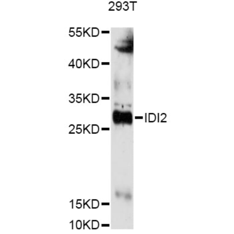 Western Blot - Anti-IDI2 Antibody (A14434) - Antibodies.com