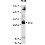Western Blot - Anti-IDI2 Antibody (A14434) - Antibodies.com