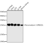 Western Blot - Anti-Peroxiredoxin 3/PRDX3 Antibody (A89084) - Antibodies.com