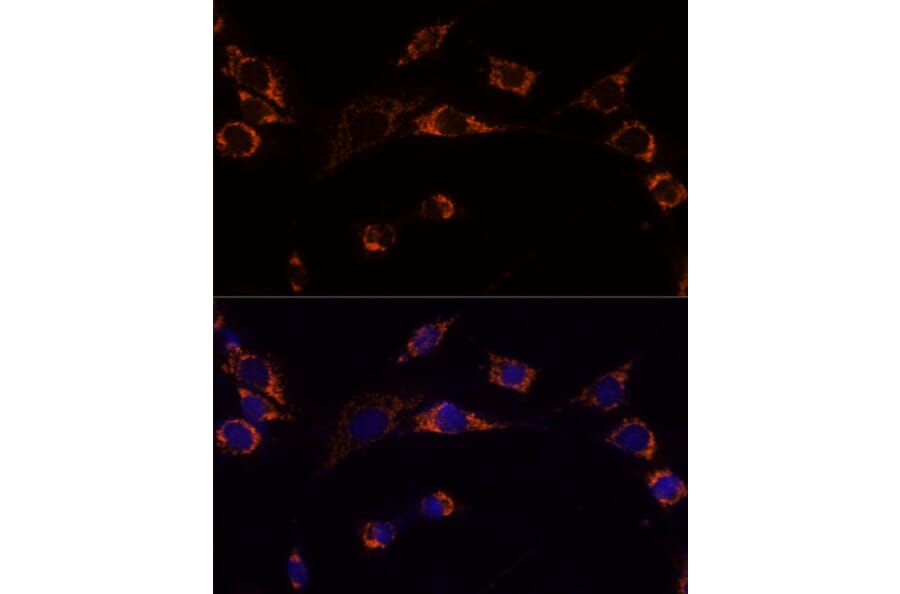 Immunofluorescence - Anti-Peroxiredoxin 3/PRDX3 Antibody (A89084) - Antibodies.com