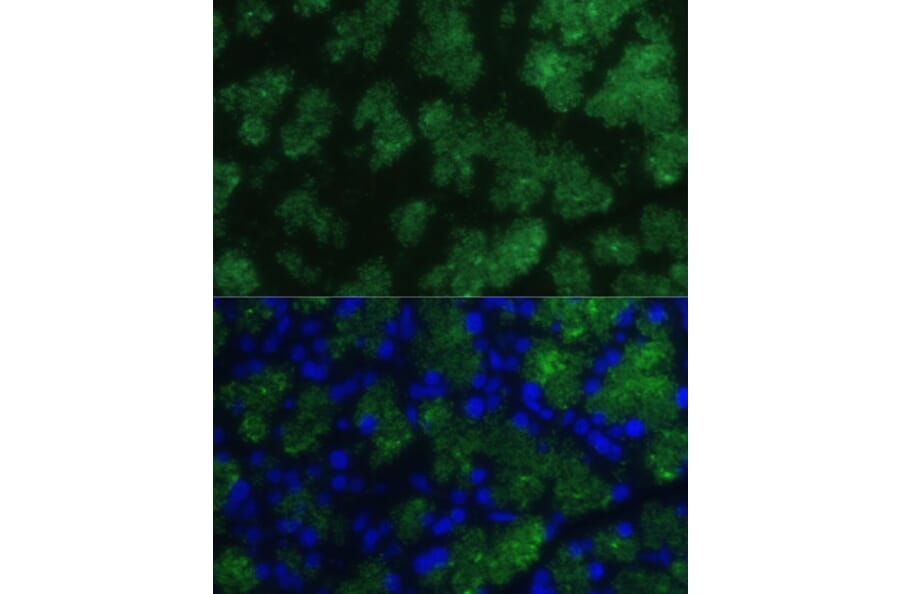 Immunofluorescence - Anti-CTRB1 Antibody (A89085) - Antibodies.com