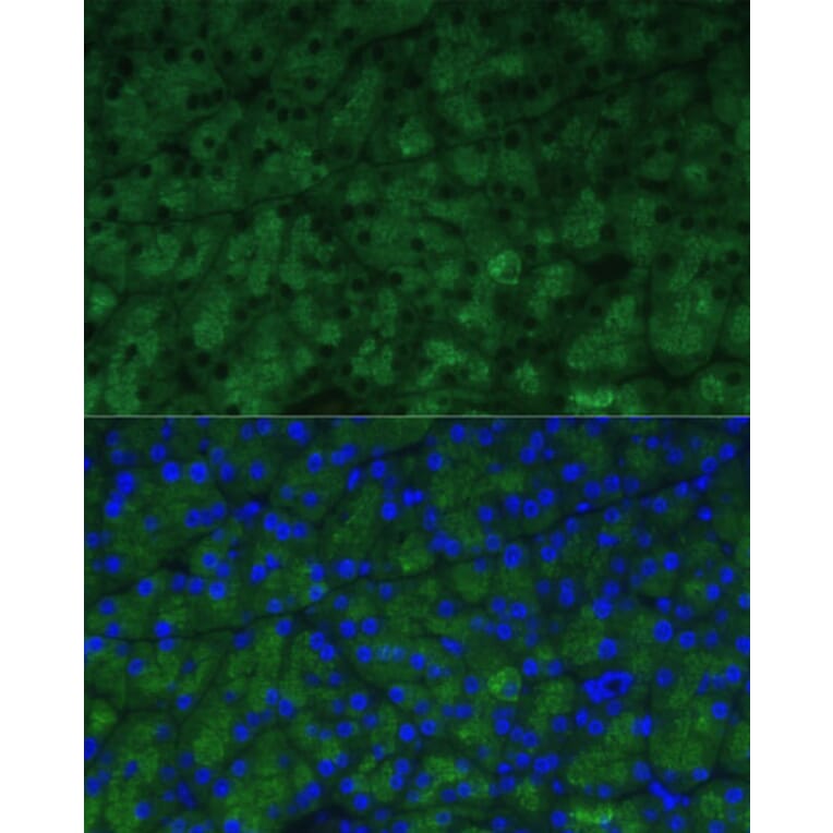 Immunofluorescence - Anti-CTRB1 Antibody (A89085) - Antibodies.com