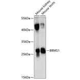 Western Blot - Anti-BRMS1 Antibody (A89087) - Antibodies.com