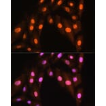 Immunofluorescence - Anti-BRMS1 Antibody (A89087) - Antibodies.com