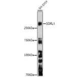 Western Blot - Anti-SorLA/SORL1 Antibody (A89092) - Antibodies.com