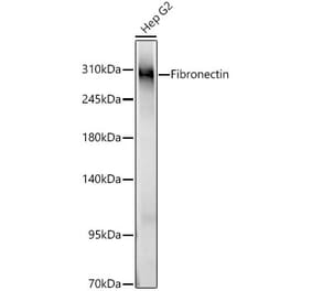 Western Blot - Anti-Fibronectin Antibody (A89093) - Antibodies.com