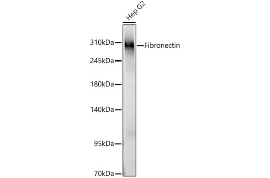 Western Blot - Anti-Fibronectin Antibody (A89093) - Antibodies.com