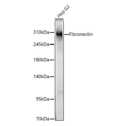 Western Blot - Anti-Fibronectin Antibody (A89093) - Antibodies.com