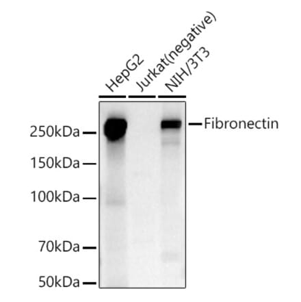Western Blot - Anti-Fibronectin Antibody (A89094) - Antibodies.com