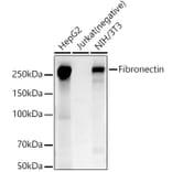 Western Blot - Anti-Fibronectin Antibody (A89094) - Antibodies.com