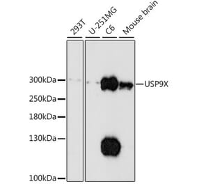 Western Blot - Anti-USP9x Antibody (A89096) - Antibodies.com