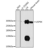 Western Blot - Anti-USP9x Antibody (A89096) - Antibodies.com