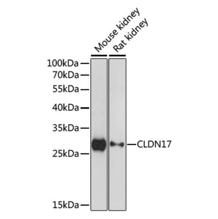 Western Blot - Anti-Claudin 17 Antibody (A89097) - Antibodies.com