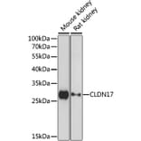 Western Blot - Anti-Claudin 17 Antibody (A89097) - Antibodies.com