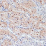 Immunohistochemistry - Anti-Claudin 17 Antibody (A89097) - Antibodies.com