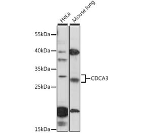 Western Blot - Anti-CDCA3 Antibody (A89098) - Antibodies.com