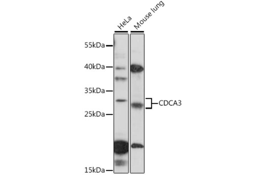 Western Blot - Anti-CDCA3 Antibody (A89098) - Antibodies.com