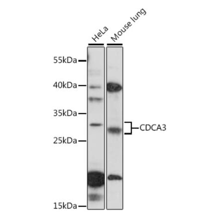 Western Blot - Anti-CDCA3 Antibody (A89098) - Antibodies.com