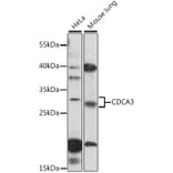 Western Blot - Anti-CDCA3 Antibody (A89098) - Antibodies.com