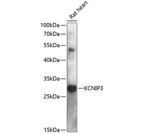 Western Blot - Anti-DREAM Antibody (A89099) - Antibodies.com
