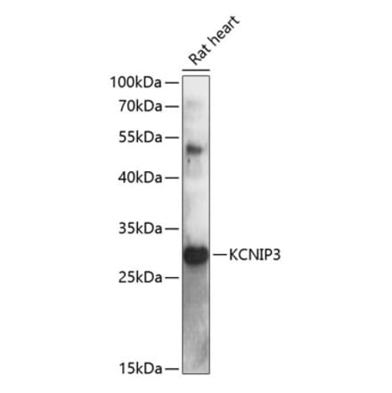 Western Blot - Anti-DREAM Antibody (A89099) - Antibodies.com