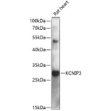 Western Blot - Anti-DREAM Antibody (A89099) - Antibodies.com