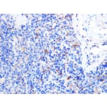 Immunohistochemistry - Anti-TNFSF5 Antibody (A89100) - Antibodies.com