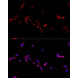 Immunofluorescence - Anti-TNFSF5 Antibody (A89100) - Antibodies.com