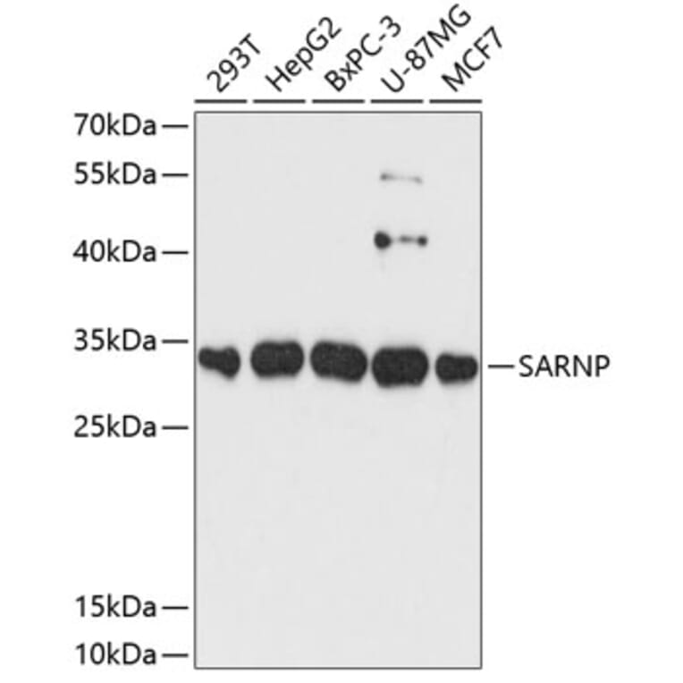 Western Blot - Anti-CIP29 Antibody (A89103) - Antibodies.com