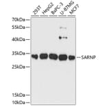 Western Blot - Anti-CIP29 Antibody (A89103) - Antibodies.com