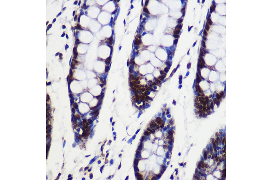 Immunohistochemistry - Anti-CIP29 Antibody (A89103) - Antibodies.com