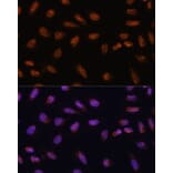 Immunofluorescence - Anti-CIP29 Antibody (A89103) - Antibodies.com