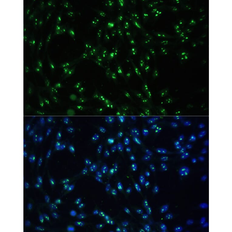 Immunofluorescence - Anti-CCDC59 Antibody (A89105) - Antibodies.com