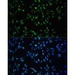 Immunofluorescence - Anti-CCDC59 Antibody (A89105) - Antibodies.com