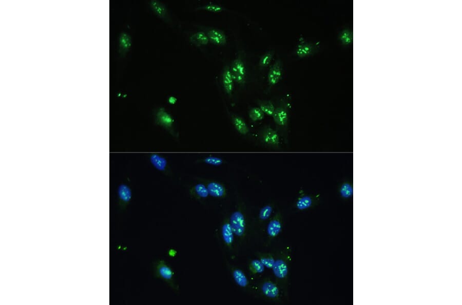 Immunofluorescence - Anti-CCDC59 Antibody (A89105) - Antibodies.com