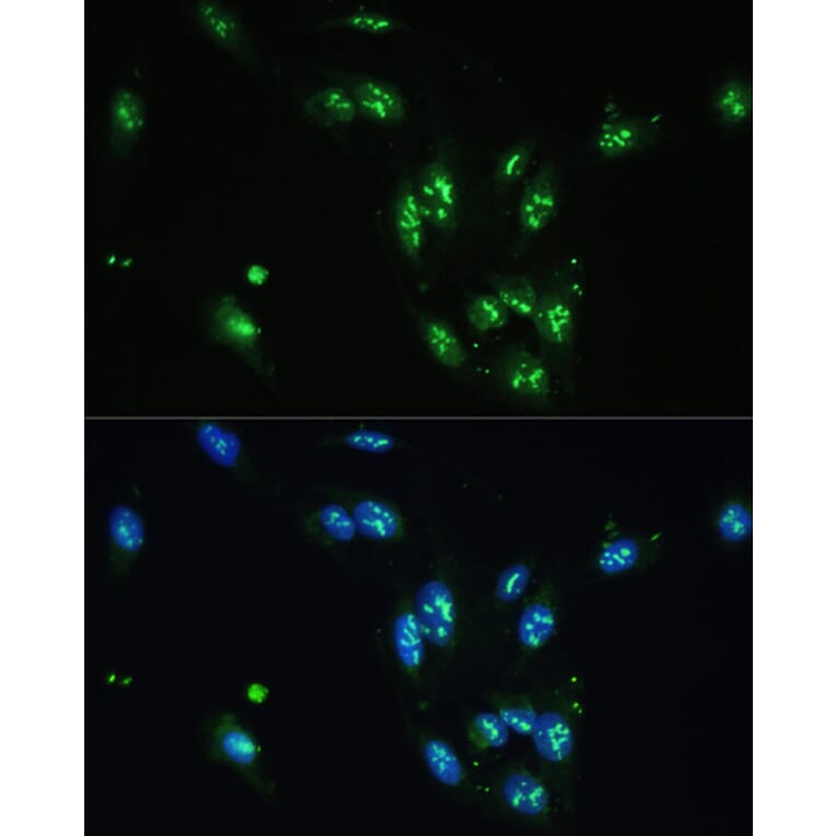 Immunofluorescence - Anti-CCDC59 Antibody (A89105) - Antibodies.com