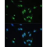 Immunofluorescence - Anti-CCDC59 Antibody (A89105) - Antibodies.com
