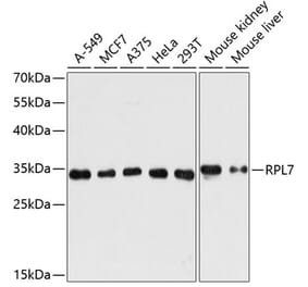 Western Blot - Anti-RPL7 Antibody (A89107) - Antibodies.com