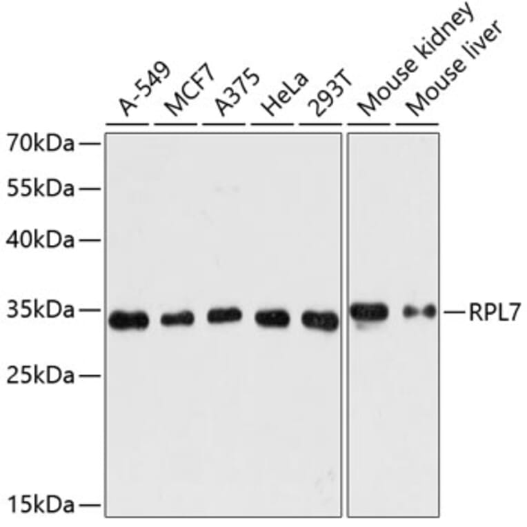 Western Blot - Anti-RPL7 Antibody (A89107) - Antibodies.com