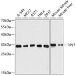 Western Blot - Anti-RPL7 Antibody (A89107) - Antibodies.com